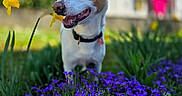 Youki participe au concours pour gagner de l'argent avec cette photo : animal, blurred_background, canine, collar, daytime, dog, flower, garden, grass, greenery, happy, house, nature, outdoor, pet, portrait, purple_flower, spring, sunlight, yellow_flower