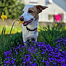 Youki participe au concours pour gagner de l'argent avec cette photo : dog, flower, purple_flower, yellow_flower, outdoor, garden, greenery, pet, canine, nature, grass, collar, happy, sunlight, house, blurred_background, spring, animal, portrait, daytime