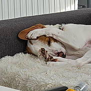 Youki a rejoint le concours — aidez-le/la à gagner de superbes lots ! dog, sleeping, paw, blanket, sofa, fur, cozy, indoor, resting, white, brown, pet, animal, nose, ear, pawpads, relaxing, domestic, furniture, soft