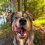 Ronin joined the competition — help win amazing prizes! animal, bodypart, canine, dog, grass, grove, hound, jungle, land, mouth, nature, outdoors, person, pet, plant, puppy, terrier, tree, vegetation, woodland