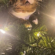 Lele is registered to the contest to win money with this photo: animal, cat, celebration, christmas_tree, closeup, cozy, curious, decorations, feline, festive, greenery, holiday, indoor, lights, nature, paw, pet, soft_light, tree_branch, whiskers