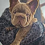 animal, blurred_background, brown_fur, close_up, cute, dog, ears, face, french_bulldog, holding, indoor, leopard_print, mammal, nose, paw, person, pet, puppy, sweater, wrinkles