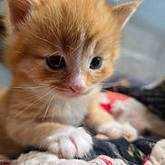 Yoda joined the competition — help win amazing prizes! kitten, cat, orange_cat, white_paws, close_up, cute, pet, animal, furry, whiskers, young, indoor, soft_focus, quilt, resting, curious, small, adorable, fur, domestic_cat