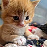 kitten, cat, orange_cat, white_paws, close_up, cute, pet, animal, furry, whiskers, young, indoor, soft_focus, quilt, resting, curious, small, adorable, fur, domestic_cat