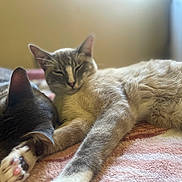 Yeti joined the competition — help win amazing prizes! animal, blanket, cat, closeup, companion, cozy, cuddle, cute, domestic_animal, feline, fur, indoor, nap, paw, pet, relaxation, resting, sleeping, soft, whiskers