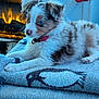 puppy, dog, blanket, fireplace, indoor, cozy, fur, pet, collar, resting, warmth, comfort, home, animal, cute, fur_pattern, relaxing, soft, ears, young