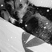 Saphira a rejoint le concours — aidez-le/la à gagner de superbes lots ! animal, black_and_white, blanket, close_up, companion, cozy, cute, dog, ears, eyes, fur, indoor, pattern, pet, portrait, resting, small_dog, snow_effect, soft, winter