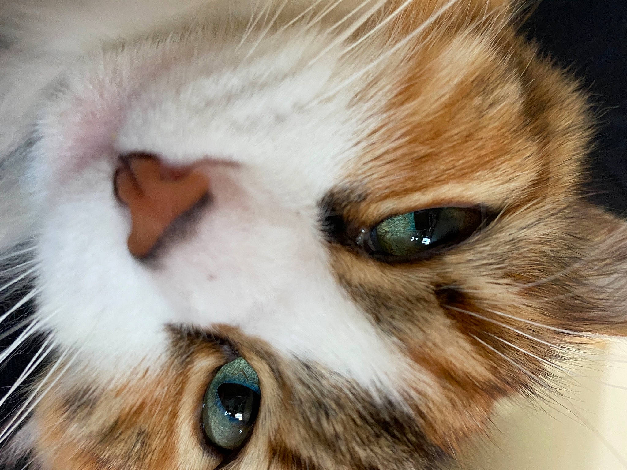 Nutella a rejoint le concours — aidez-le/la à gagner de superbes lots ! balinese, carnivore, cat, close_up, domestic_short_haired_cat, ear, eyebrow, eyelash, fawn, felidae, fur, iris, macro_photography, nose, photograph, small_to_medium_sized_cats, snout, terrestrial_animal, whiskers, wildlife