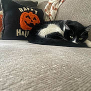 Rocky is registered to the contest to win money with this photo: black_and_white, blanket, cat, couch, fur, green_eyes, halloween, home_decor, indoors, living_room, lying_down, pet, pillow, portrait, pumpkin, relaxing, sofa, tail, tuxedo_cat, whiskers