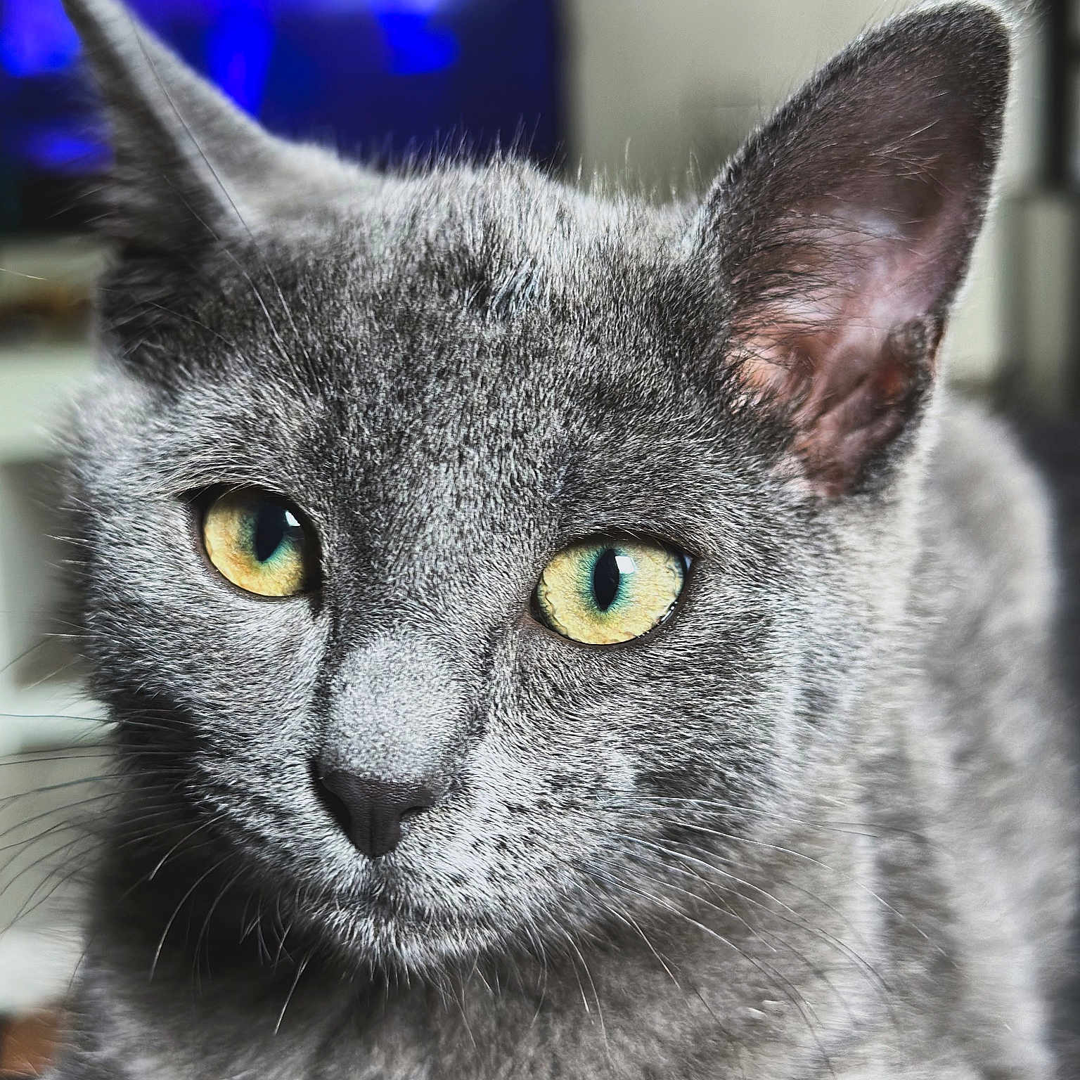 Koda a rejoint le concours — aidez-le/la à gagner de superbes lots ! abyssinian, angora, animal, blackcat, cat, egyptiancat, gray, kitten, manx, pet, snout