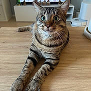 Eliott a rejoint le concours — aidez-le/la à gagner de superbes lots ! tabby_cat, cat, pet, animal, feline, indoor, wooden_table, whiskers, alert, curious, paws, striped_fur, close_up, domestic_cat, home_interior, relaxed, lying_down, ears, eyes, fur