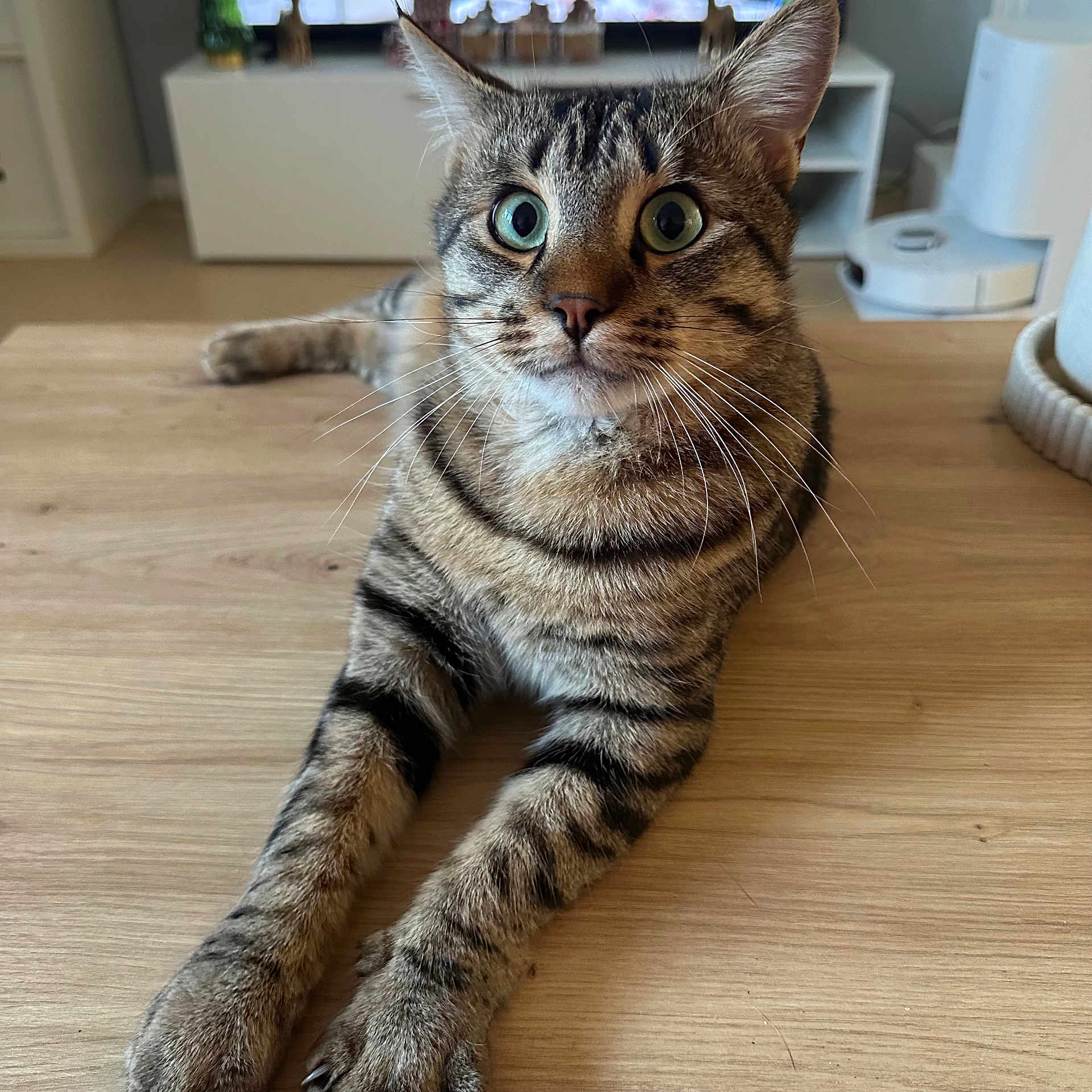 Eliott a rejoint le concours — aidez-le/la à gagner de superbes lots ! tabby_cat, cat, pet, animal, feline, indoor, wooden_table, whiskers, alert, curious, paws, striped_fur, close_up, domestic_cat, home_interior, relaxed, lying_down, ears, eyes, fur