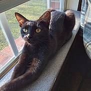 Nova joined the competition — help win amazing prizes! cat, black_cat, window, sunlight, stretching, indoor, pet, feline, curious, relaxed, ledges, screen, yellow_eyes, fur, cozy, shadow, daylight, house, window_blind, resting