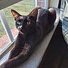 black_cat, cat, cozy, curious, daylight, feline, fur, house, indoor, ledges, pet, relaxed, resting, screen, shadow, stretching, sunlight, window, window_blind, yellow_eyes