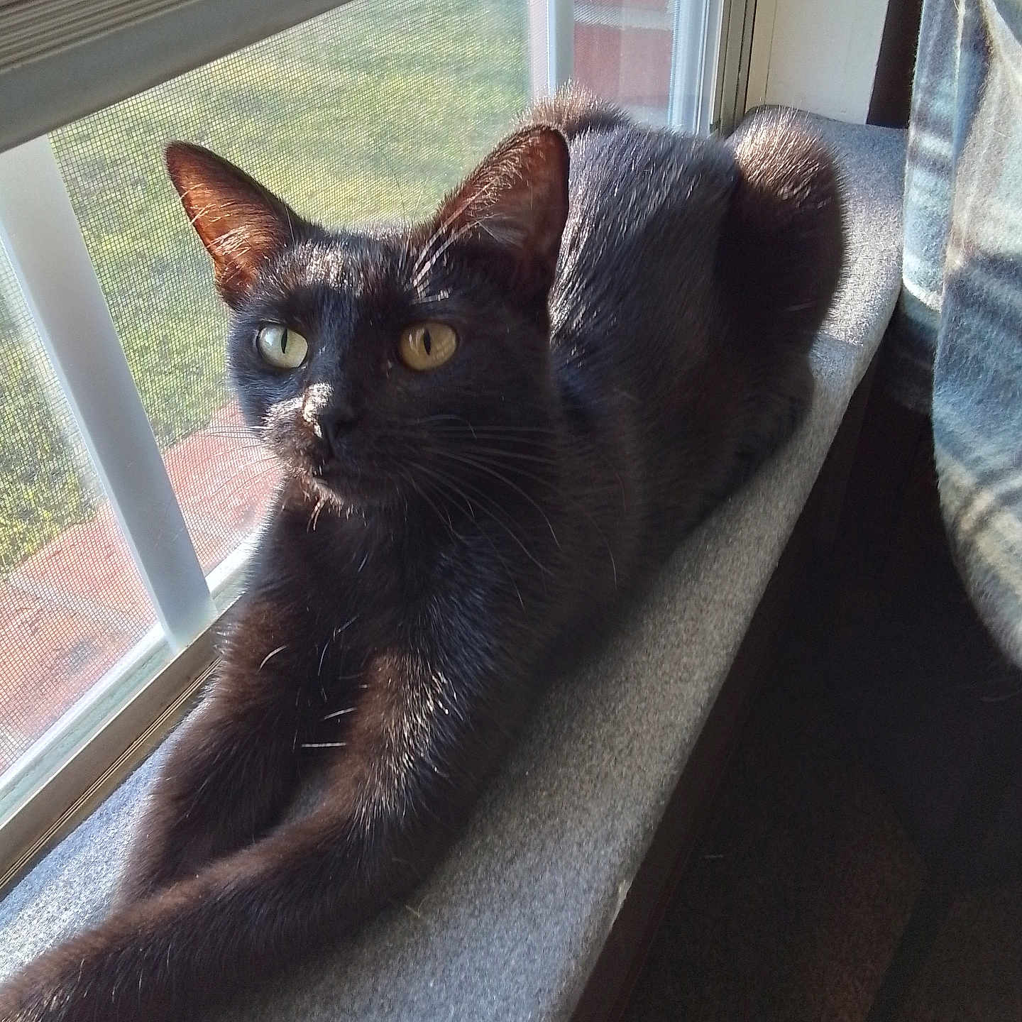 Nova joined the competition — help win amazing prizes! cat, black_cat, window, sunlight, stretching, indoor, pet, feline, curious, relaxed, ledges, screen, yellow_eyes, fur, cozy, shadow, daylight, house, window_blind, resting