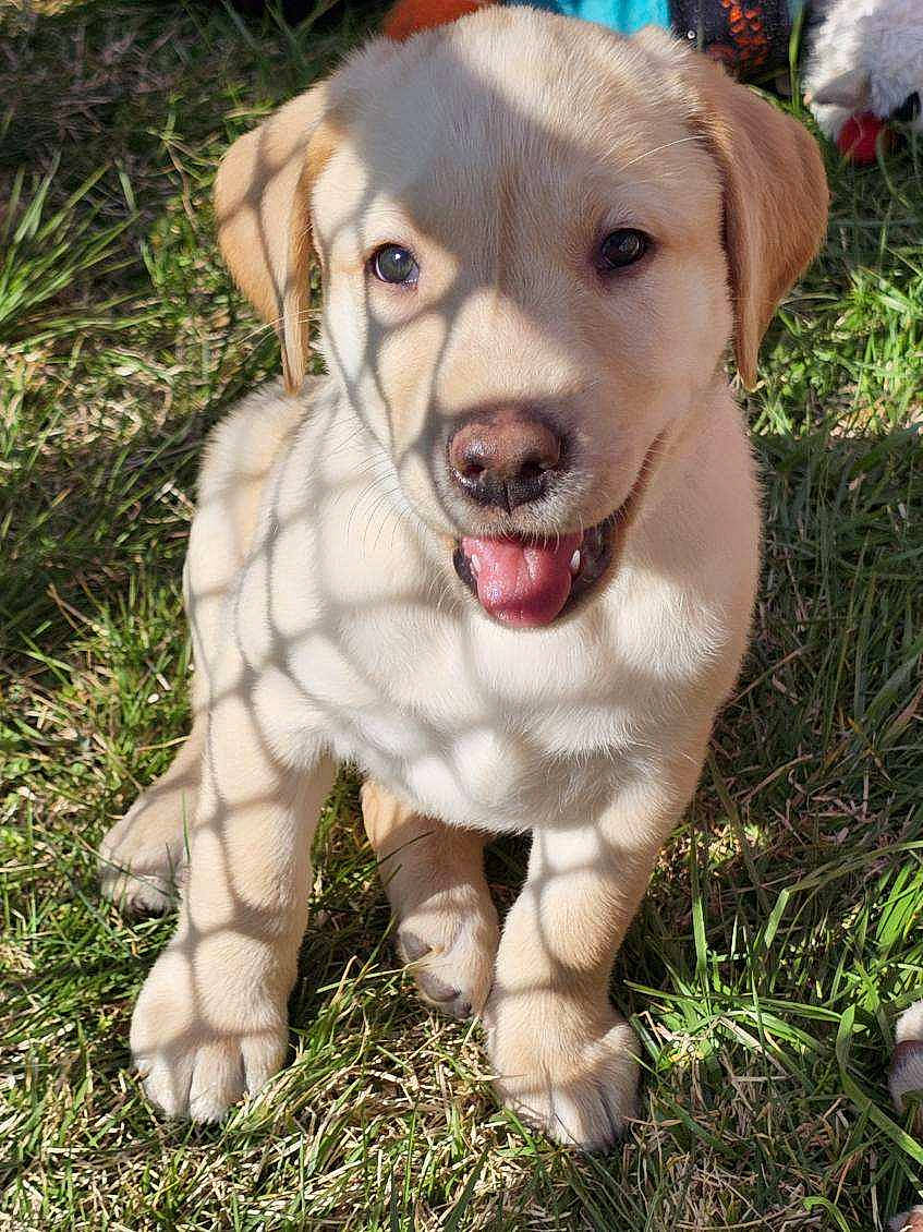 Bayley is registered to the contest to win money with this photo: canidae, carnivore, collar, companion_dog, corgi_chihuahua, dog, dog_breed, dog_collar, fang, fawn, grass, labrador_retriever, leash, non_sporting_group, pet_supply, puppy, sporting_group, tail, whiskers, working_animal