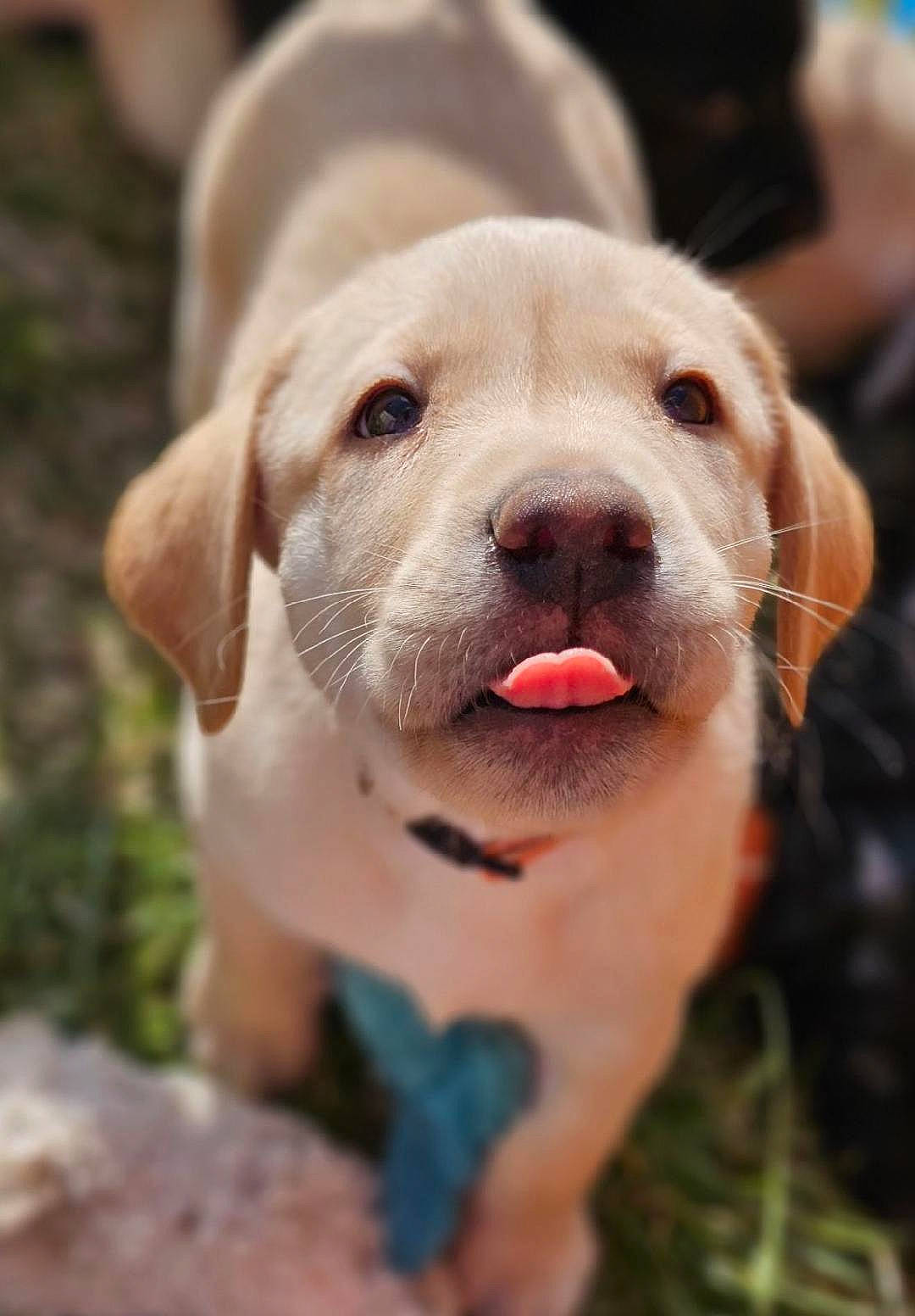 Bayley joined the competition — help win amazing prizes! canidae, carnivore, collar, companion_dog, dog, dog_breed, dog_collar, fashion_accessory, fur, grass, happy, labrador_retriever, leash, plant, retriever, snout, sporting_group, whiskers, working_animal, working_dog