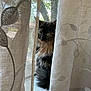 cat, tortoiseshell, curtains, window, sunlight, indoor, pet, animal, fluffy, whiskers, green_eyes, embroidery, sheer_curtains, nature_outside, tree, quiet, peaceful, domestic, feline, soft_light