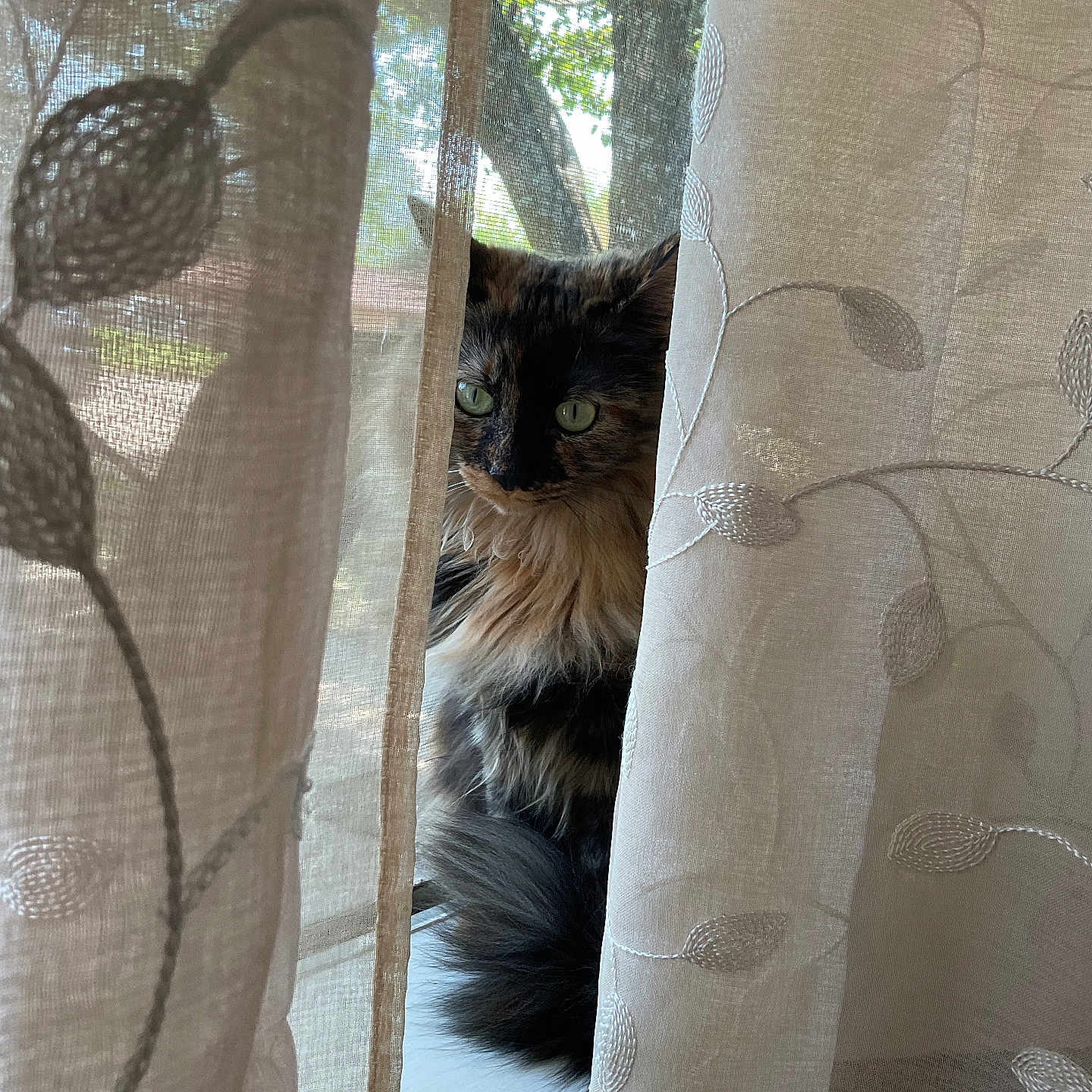 Hazel is registered to the contest to win money with this photo: animal, cat, curtains, domestic, embroidery, feline, fluffy, green_eyes, indoor, nature_outside, peaceful, pet, quiet, sheer_curtains, soft_light, sunlight, tortoiseshell, tree, whiskers, window