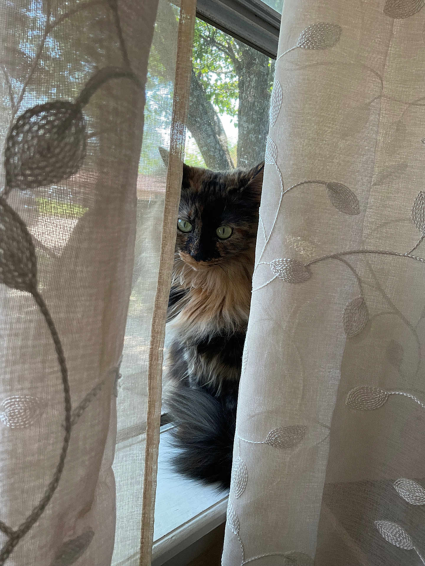 Hazel is registered to the contest to win money with this photo: cat, tortoiseshell, curtains, window, sunlight, indoor, pet, animal, fluffy, whiskers, green_eyes, embroidery, sheer_curtains, nature_outside, tree, quiet, peaceful, domestic, feline, soft_light