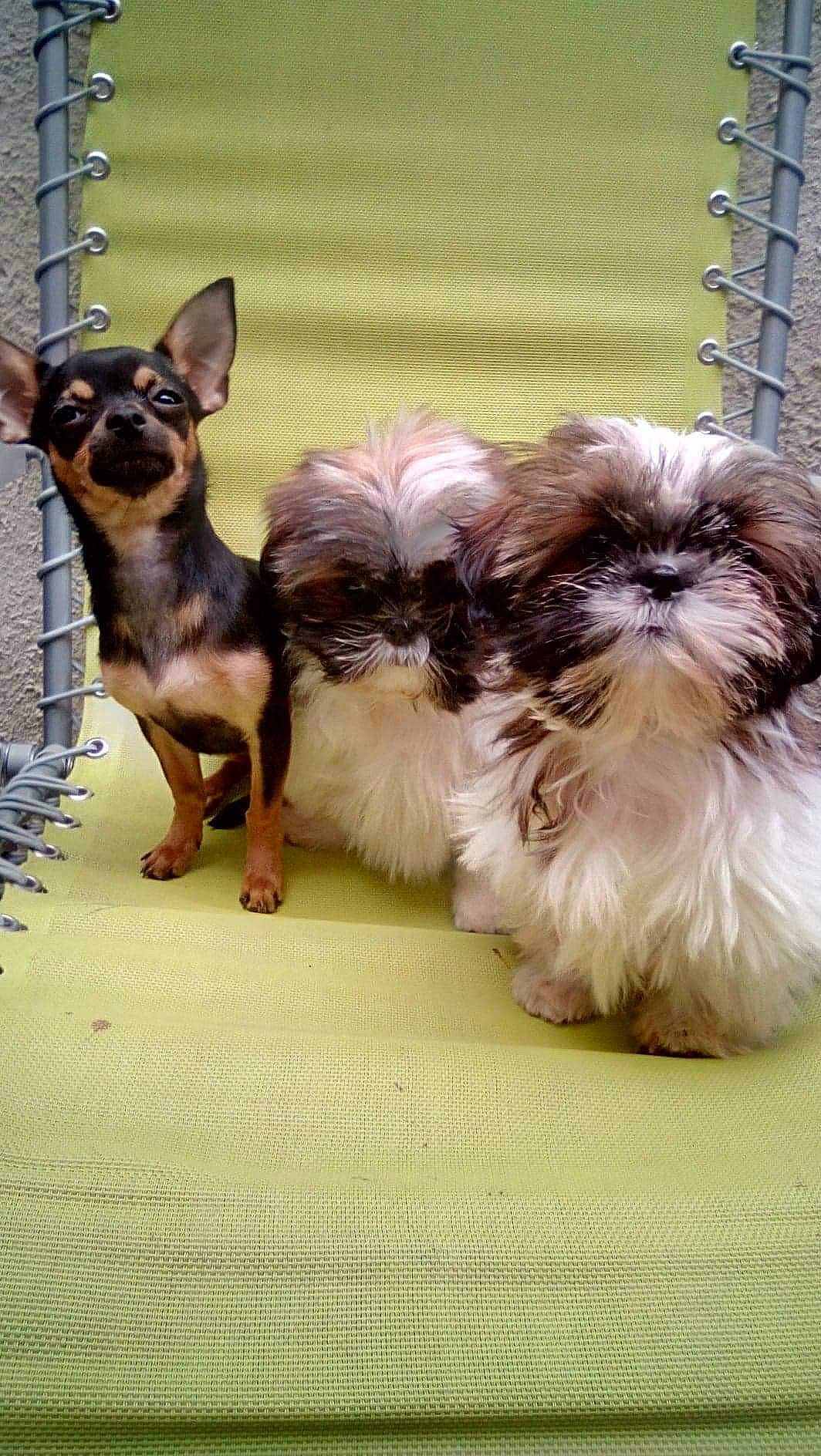 Fifille Daisy Cléopatre participe au concours pour gagner de l'argent avec cette photo : canidae, carnivore, chihuahua, chinese_imperial_dog, companion_dog, dog, dog_breed, fawn, lhasa_apso, liver, mammal, morkie, puppy, rare_breed_dog, shih_tzu, toy_dog, vertebrate, yorkshire_terrier