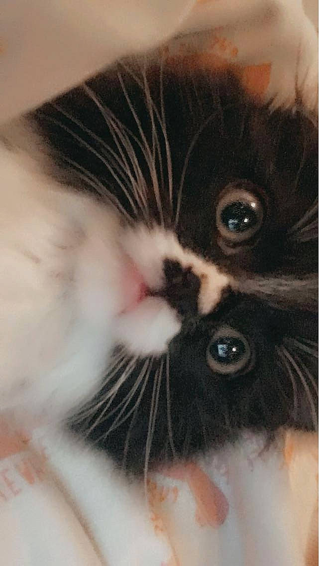 Alaska participe au concours pour gagner de l'argent avec cette photo : carnivore, cat, claw, close_up, comfort, domestic_short_haired_cat, eyelash, felidae, fur, paw, small_to_medium_sized_cats, snout, terrestrial_animal, whiskers