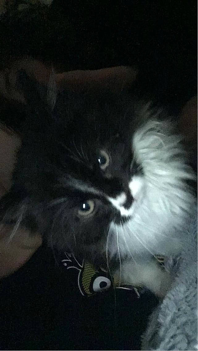 Alaska a rejoint le concours — aidez-le/la à gagner de superbes lots ! art, black_cat, carnivore, cat, darkness, domestic_short_haired_cat, eye, felidae, fur, gesture, head, monochrome, monochrome_photography, photo_caption, small_to_medium_sized_cats, snout, tail, terrestrial_animal, vertebrate, whiskers