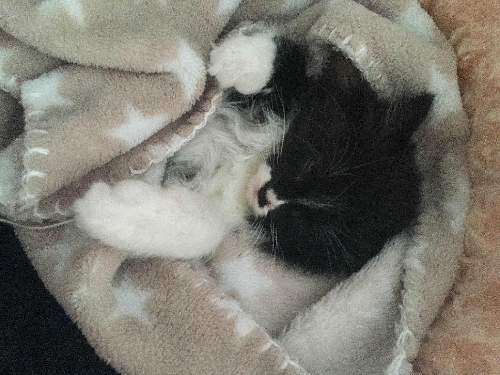 Alaska participe au concours pour gagner de l'argent avec cette photo : canidae, carnivore, cat, cat_bed, claw, comfort, companion_dog, dog_breed, domestic_short_haired_cat, fawn, felidae, fur, linens, nap, paw, small_to_medium_sized_cats, snout, sporting_group, tail, whiskers