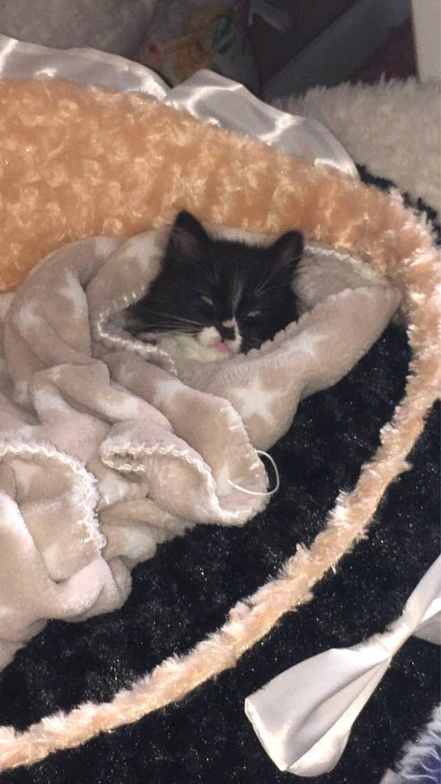 Alaska a rejoint le concours — aidez-le/la à gagner de superbes lots ! brown, carnivore, carpet, cat, cat_bed, cat_supply, comfort, fawn, felidae, flooring, fur, grey, linens, pattern, paw, rug, small_to_medium_sized_cats, tail, whiskers, wool