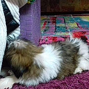 Daisy a rejoint le concours — aidez-le/la à gagner de superbes lots ! canidae, carnivore, chinese_imperial_dog, companion_dog, dog, dog_breed, fawn, lhasa_apso, mammal, puppy, shih_tzu, toy_dog, vertebrate