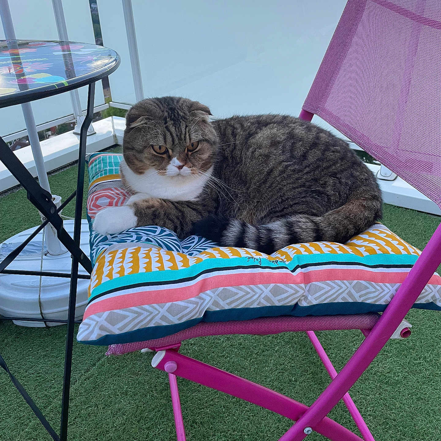 Saphir a rejoint le concours — aidez-le/la à gagner de superbes lots ! animal, architecture, building, cat, chair, cushion, face, furniture, grass, homedecor, lawn, manx, outdoors, person, pet, plant, shelter, sleeping, summer, table