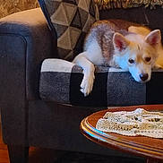 Stella is registered to the contest to win money with this photo: animal, blanket, coffee_table, couch, cozy, crocheted_cloth, dog, furniture, home_decor, indoor, jar, living_room, patterned, pet, photo_frame, pillow, relaxed, resting, rug, wooden_floor