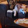 animal, blanket, coffee_table, couch, cozy, crocheted_cloth, dog, furniture, home_decor, indoor, jar, living_room, patterned, pet, photo_frame, pillow, relaxed, resting, rug, wooden_floor
