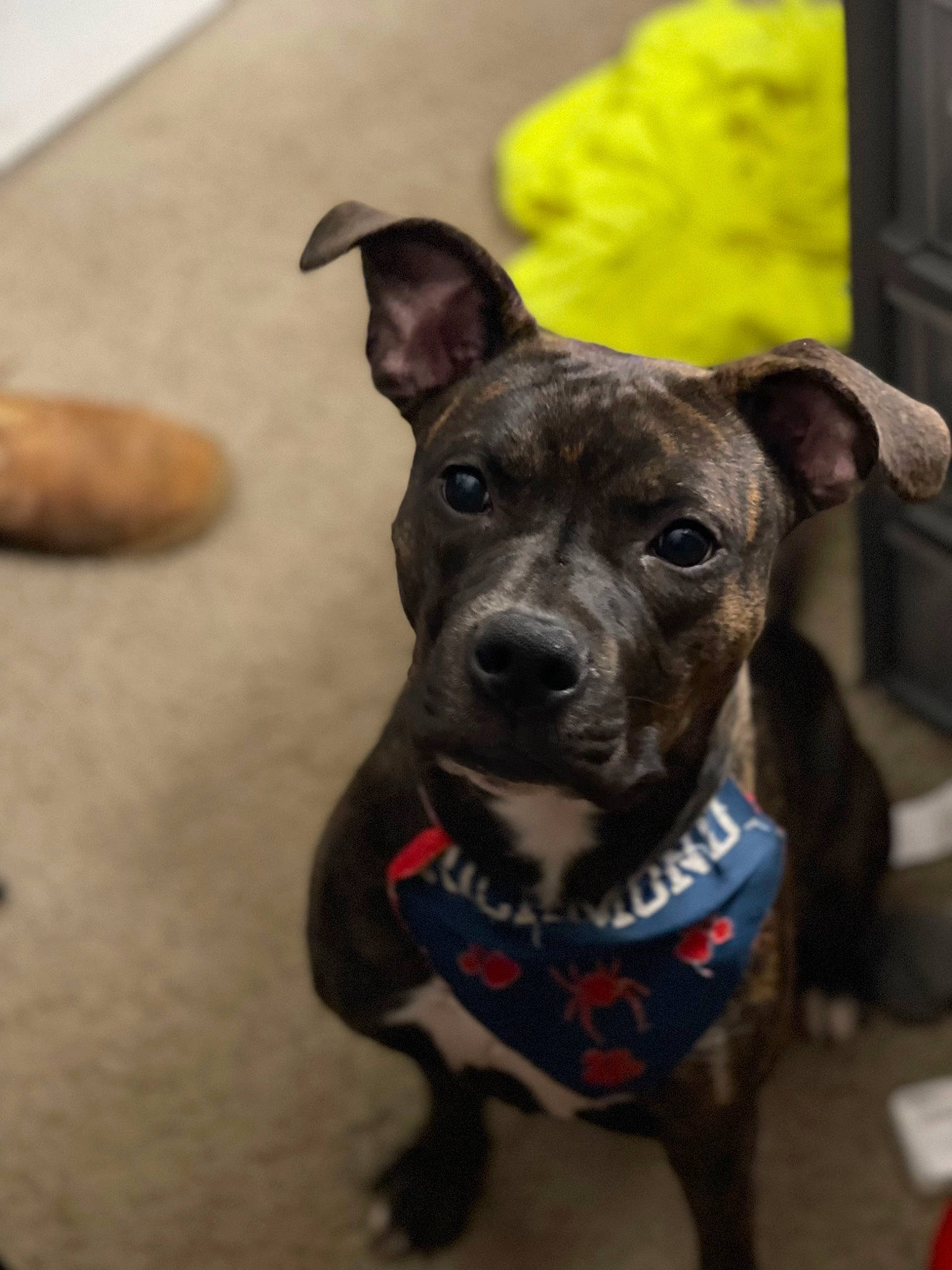 Dahlia is registered to the contest to win money with this photo: canidae, carnivore, collar, companion_dog, dog, dog_breed, dog_clothes, dog_collar, dog_supply, eye, fawn, guard_dog, leash, pet_supply, snout, terrestrial_animal, toy_dog, whiskers, working_animal, working_dog