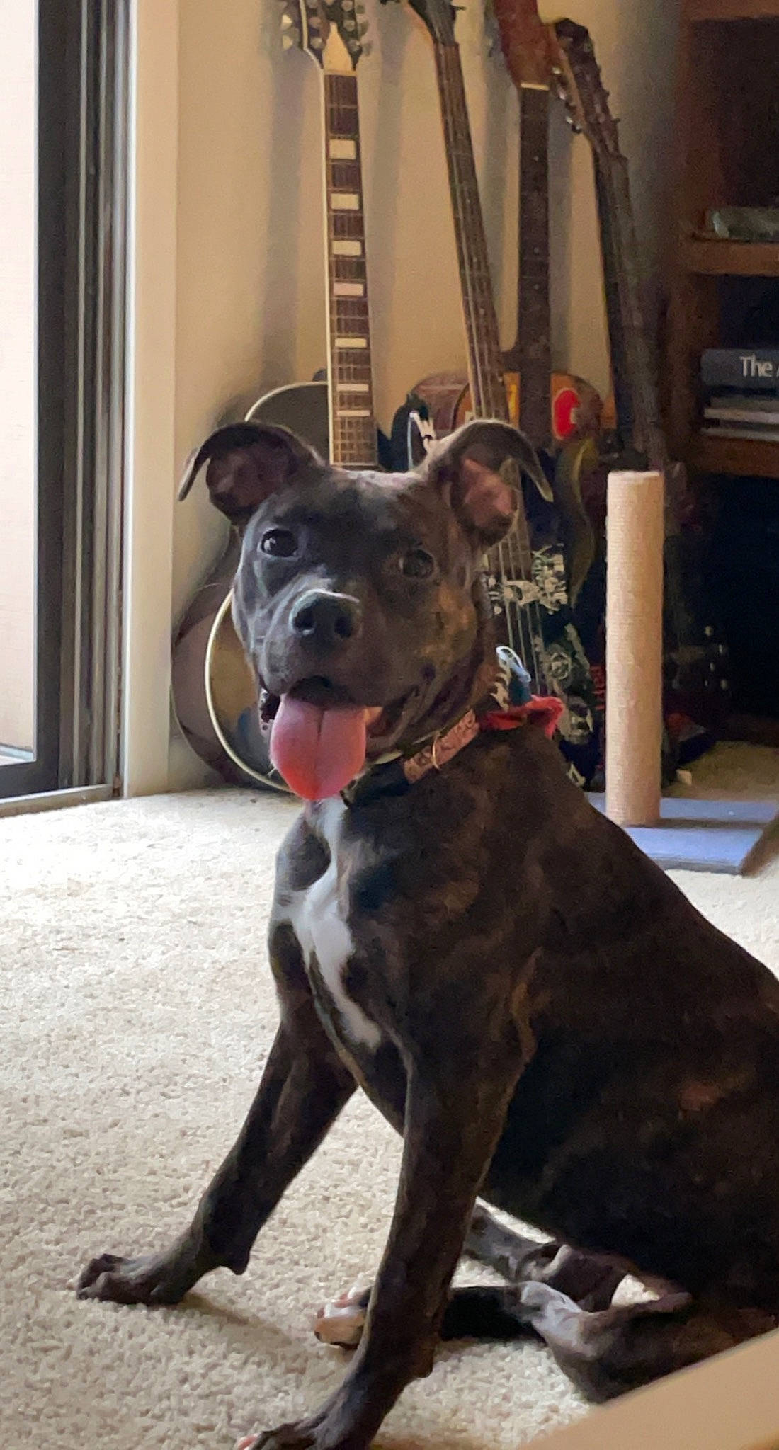 Dahlia is registered to the contest to win money with this photo: canidae, carnivore, collar, companion_dog, dog, dog_breed, dog_collar, fawn, fur, guard_dog, leash, liver, snout, sporting_group, tail, whiskers, window, wood, working_animal, working_dog