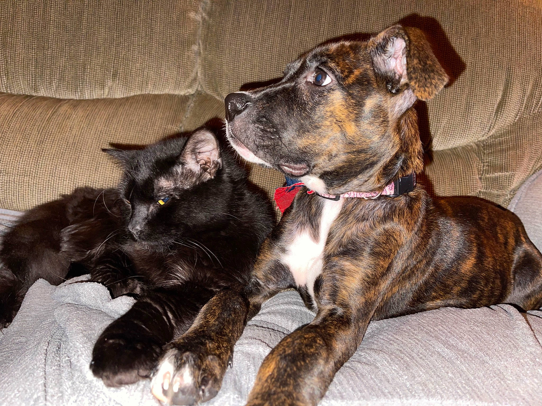 Dahlia joined the competition — help win amazing prizes! canidae, carnivore, collar, comfort, companion_dog, dog, dog_breed, dog_collar, dog_supply, fawn, fur, guard_dog, liver, paw, pet_supply, snout, sporting_group, tail, whiskers, working_animal