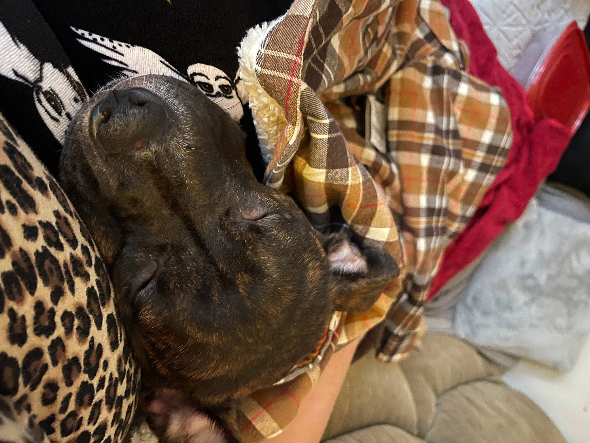 Dahlia joined the competition — help win amazing prizes! bag, claw, comfort, companion_dog, elbow, fashion_accessory, fawn, fur, human_leg, mammal, nail, pattern, plaid, reptile, tartan, terrestrial_animal, vertebrate, wildlife, wildlife_biologist, wrist