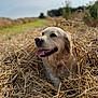 dog, golden_retriever, hay, outdoor, field, sunny, tongue_out, happy, animal, nature, grass, fur, pet, canine, smiling, close_up, daylight, rural, relaxed, nose