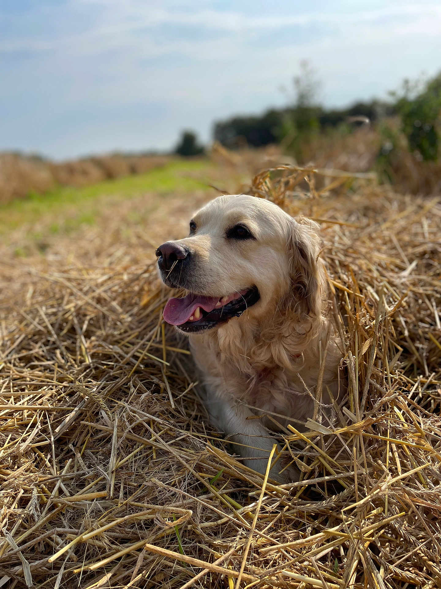 Tokyo a rejoint le concours — aidez-le/la à gagner de superbes lots ! dog, golden_retriever, hay, outdoor, field, sunny, tongue_out, happy, animal, nature, grass, fur, pet, canine, smiling, close_up, daylight, rural, relaxed, nose