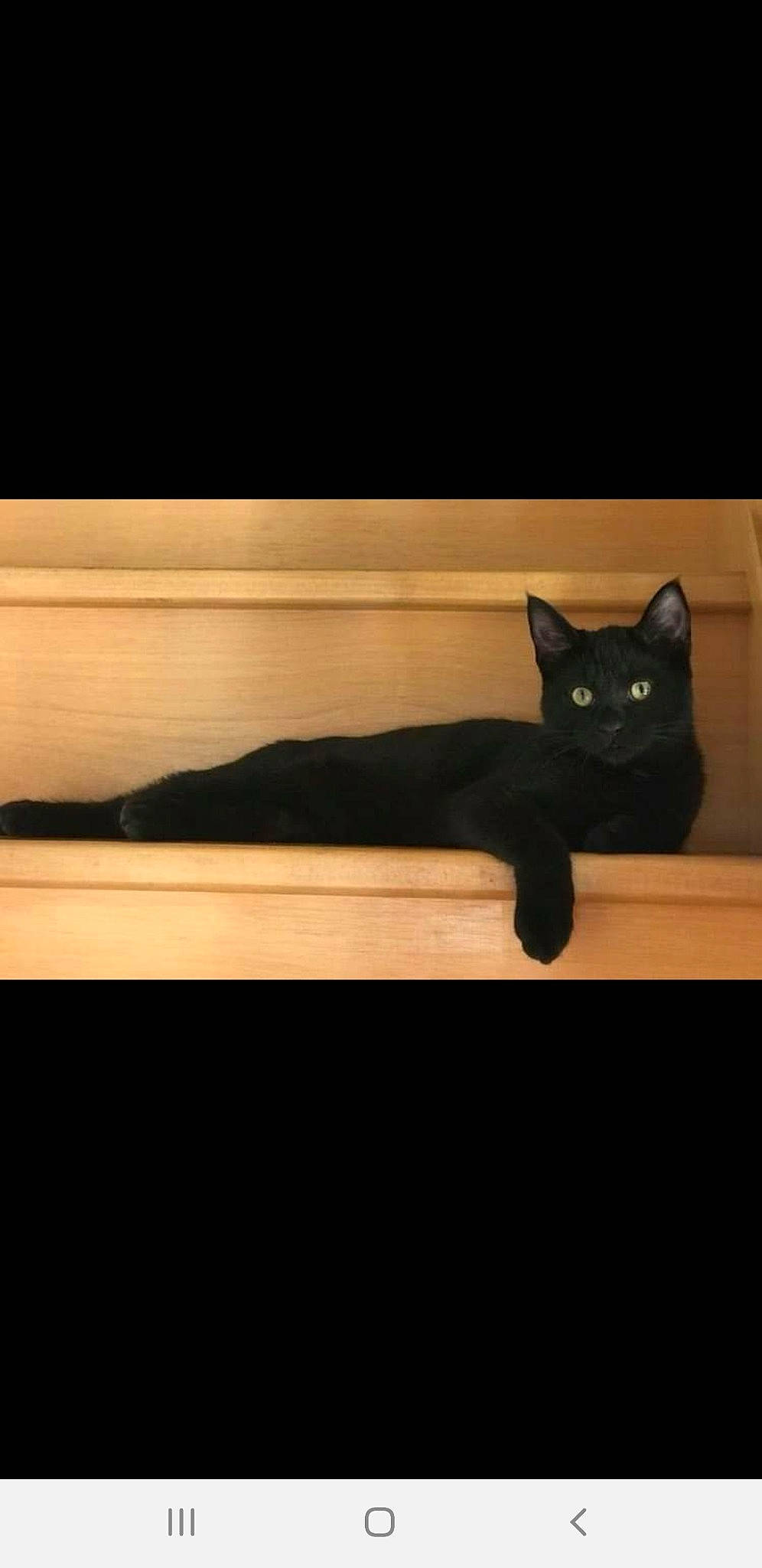 Bebou a rejoint le concours — aidez-le/la à gagner de superbes lots ! black, black_cat, bombay, carnivore, cat, felidae, sky, small_to_medium_sized_cats, tail, whiskers, wood