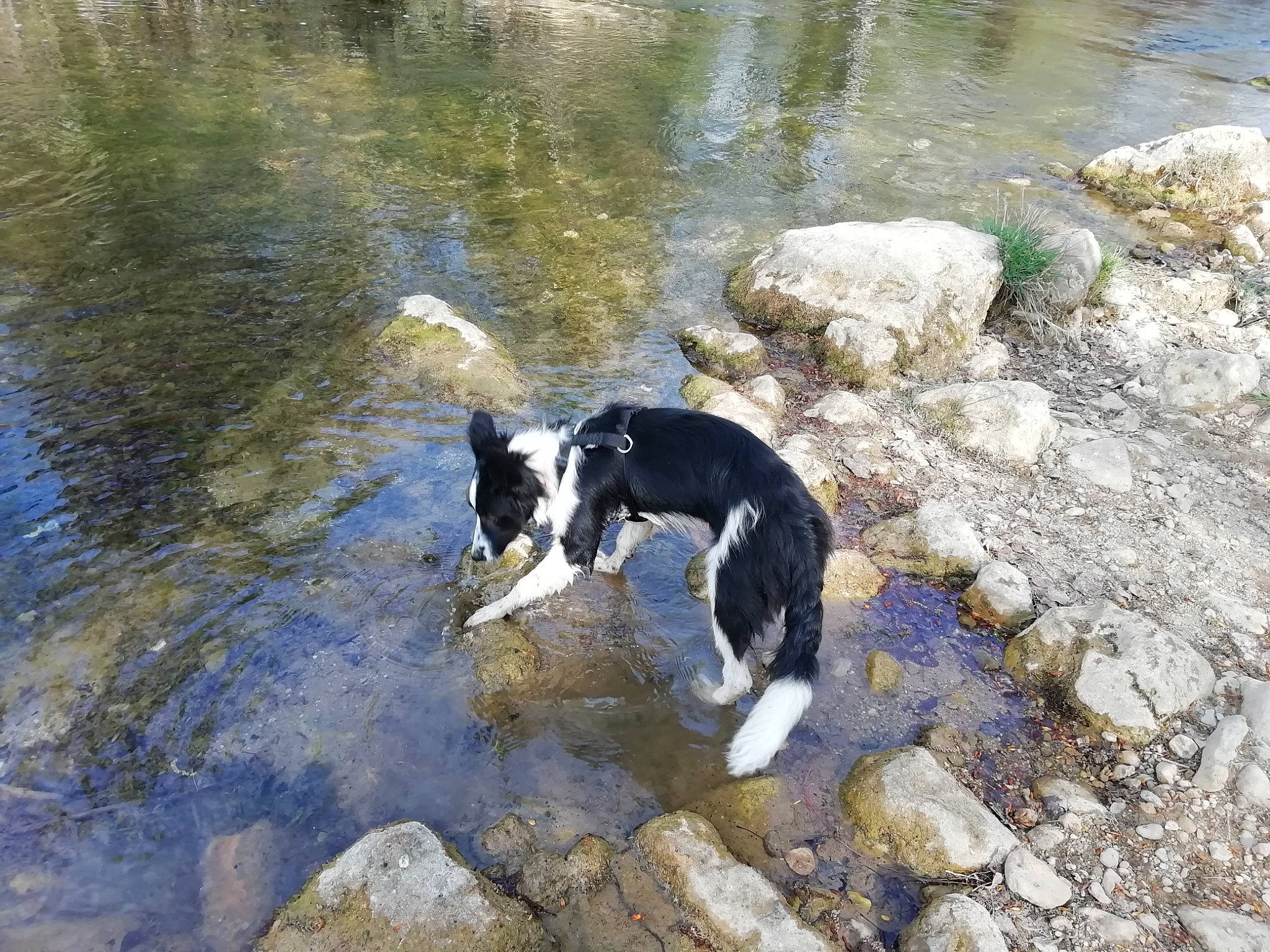 Jenna a rejoint le concours — aidez-le/la à gagner de superbes lots ! adventure, bedrock, canidae, carnivore, companion_dog, creek, dog, dog_breed, fluvial_landforms_of_streams, grass, herding_dog, lake, rock, soil, sporting_group, stream, tail, water, watercourse, working_animal