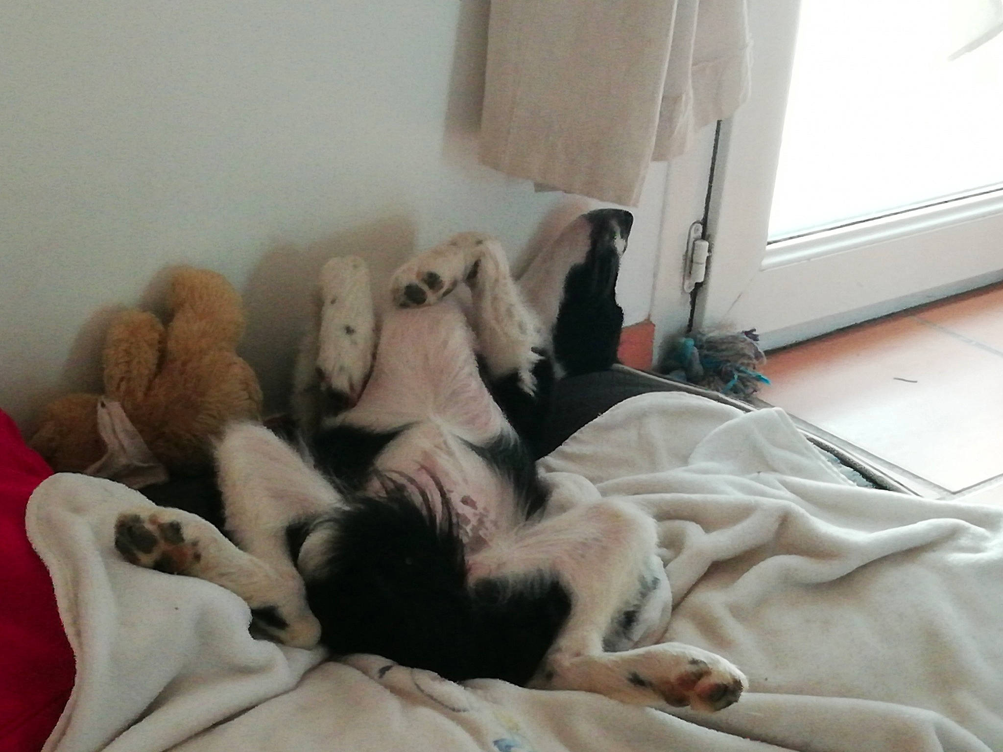 Jenna a rejoint le concours — aidez-le/la à gagner de superbes lots ! bed, bed_sheet, bedding, bedroom, canidae, carnivore, comfort, companion_dog, dog, dog_breed, fawn, felidae, flooring, fur, grey, linens, room, snout, sporting_group, textile