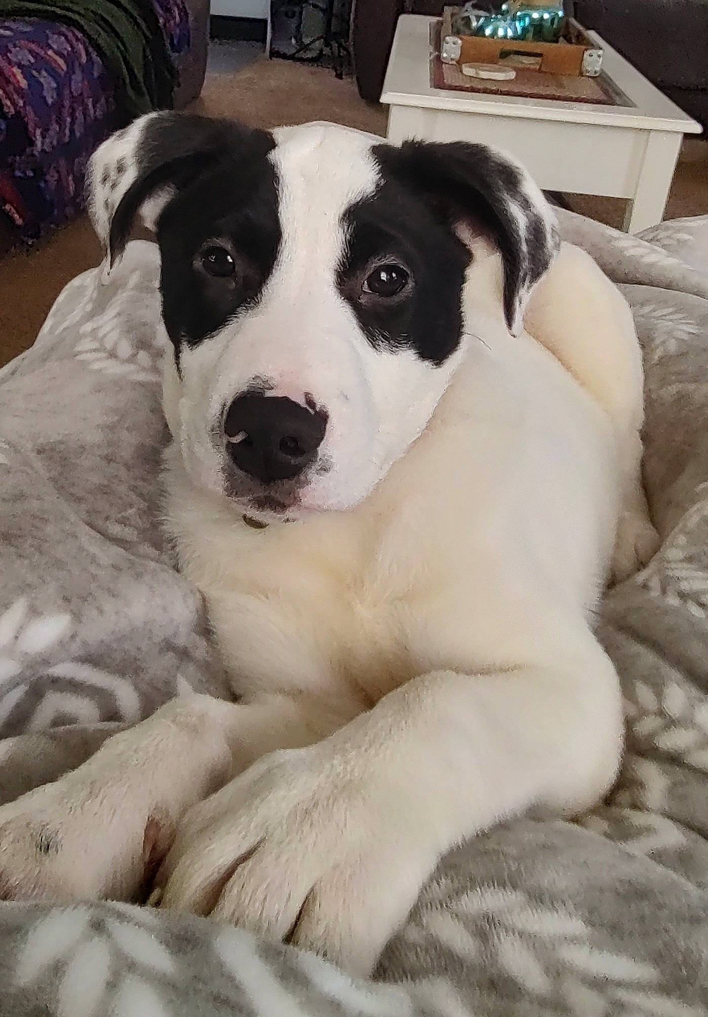 Luna is registered to the contest to win money with this photo: canidae, carnivore, comfort, companion_dog, dog, dog_breed, fur, linens, non_sporting_group, puppy, sitting, sporting_group, whiskers, working_animal