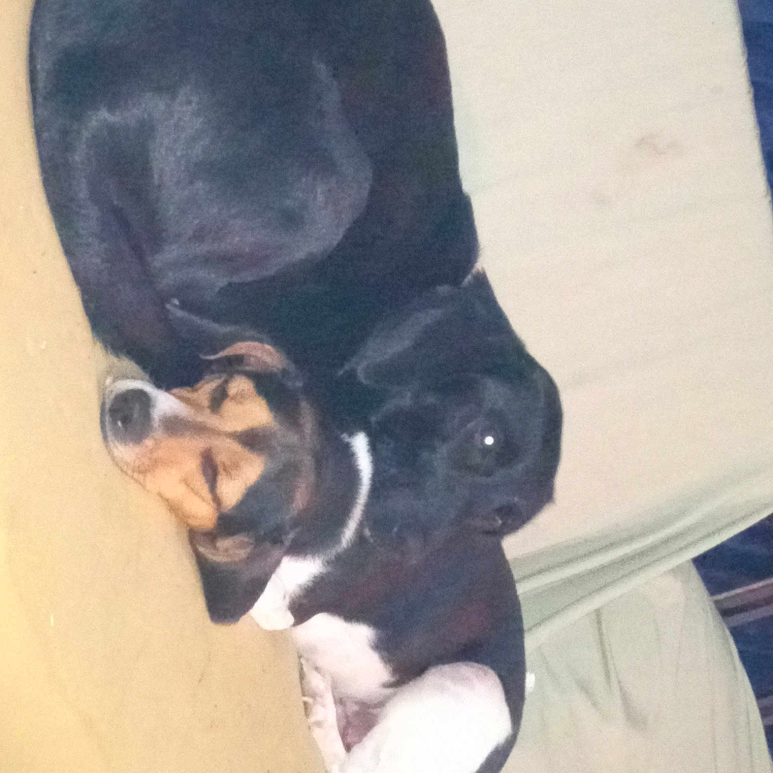 Coco joined the competition — help win amazing prizes! canidae, carnivore, comfort, companion_dog, dog, dog_breed, fawn, foot, fur, guard_dog, human_leg, paw, puppy, snout, sporting_group, tail, terrestrial_animal, whiskers, working_animal, working_dog