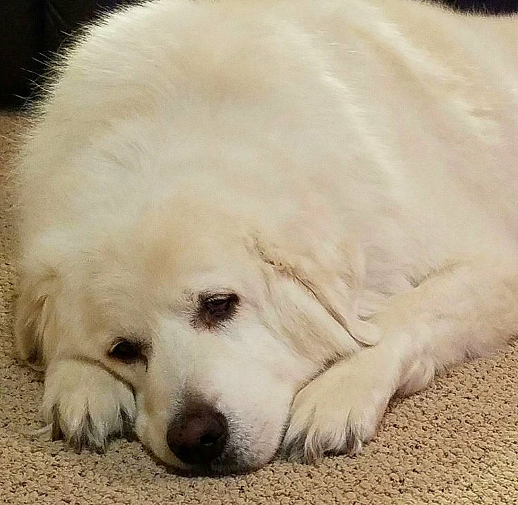 Preston is registered to the contest to win money with this photo: akbash_dog, canidae, carnivore, companion_dog, dog, dog_breed, fur, great_pyrenees, kuvasz, livestock_guardian_dog, mammal, maremma_sheepdog, nose, polish_tatra_sheepdog, puppy, sky, slovak_cuvac, snout, sporting_group, vertebrate