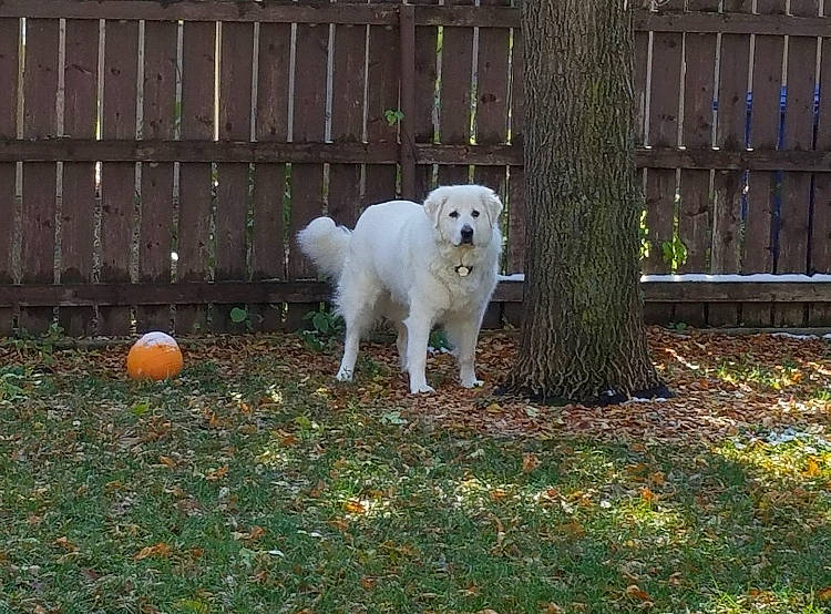 Preston joined the competition — help win amazing prizes! akbash_dog, canidae, carnivore, companion_dog, dog, dog_breed, golden_retriever, grass, great_pyrenees, kuvasz, livestock_guardian_dog, mammal, maremma_sheepdog, polish_tatra_sheepdog, rare_breed_dog, retriever, slovak_cuvac, sporting_group, vertebrate