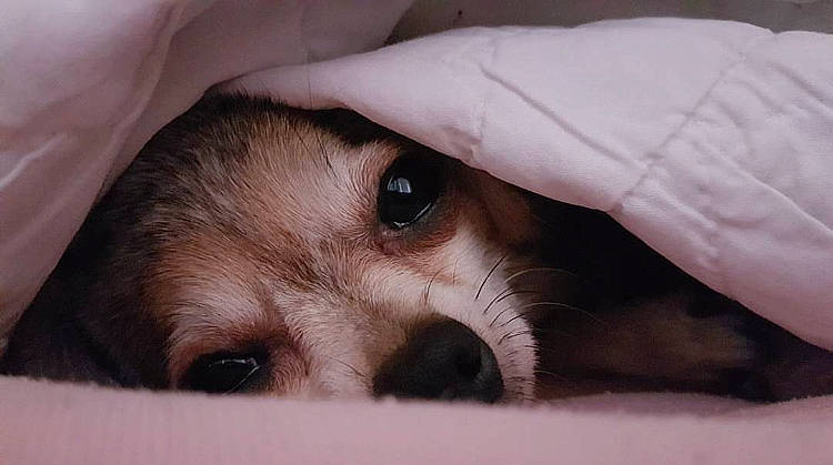 Ella is registered to the contest to win money with this photo: canidae, carnivore, cavachon, companion_dog, dog, dog_breed, ear, eye, fawn, iris, lhasa_apso, mammal, nose, puppy, puppy_love, shih_tzu, skin, snout, sporting_group, vertebrate