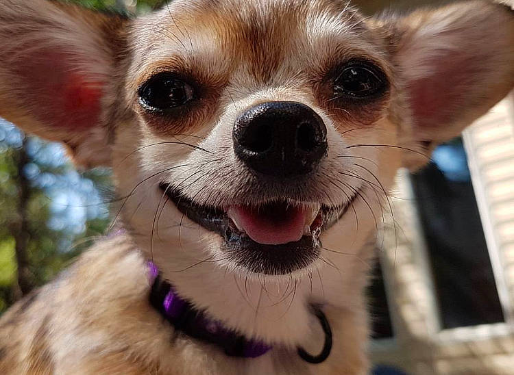 Ella is registered to the contest to win money with this photo: ancient_dog_breeds, canidae, carnivore, chihuahua, companion_dog, corgi_chihuahua, dog, dog_breed, ear, fawn, mammal, nose, puppy, snout, toy_dog, vertebrate, whiskers