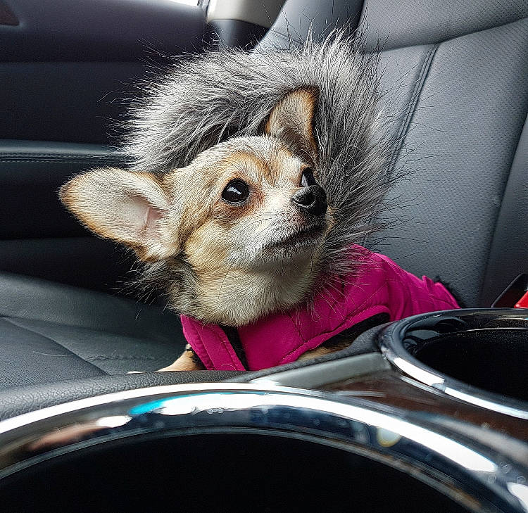 Ella joined the competition — help win amazing prizes! auto_part, canidae, car, carnivore, chihuahua, companion_dog, dog, dog_breed, ear, fur, leash, mammal, pembroke_welsh_corgi, puppy, snout, toy_dog, vehicle, vehicle_door, whiskers