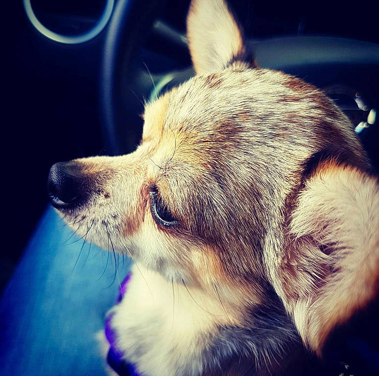 Ella is registered to the contest to win money with this photo: canidae, cardigan_welsh_corgi, carnivore, cloud, companion_dog, dog, dog_breed, ear, eye, head, mammal, nose, organ, pembroke_welsh_corgi, puppy, puppy_love, skin, sky, snout, welsh_corgi